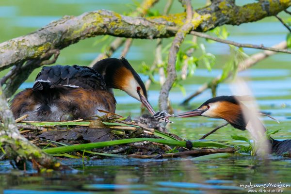 Haubentaucher, Podiceps cristatus, Podicipedidae, Brutpaar im/am Nest, einige Küken sind bereits geschlüpft, weitere Eier werden noch bebrütet, Füttern mit Insekten, A nature document - not arranged nor manipulated, Göttingen, Deutschland