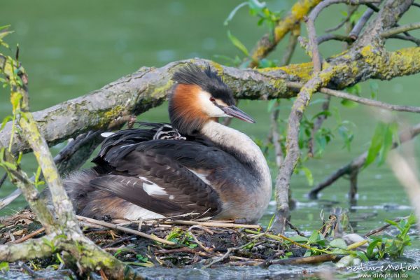 Haubentaucher, Podiceps cristatus, Podicipedidae, Brutpaar im/am Nest, einige Küken sind bereits geschlüpft, weitere Eier werden noch bebrütet,  A nature document - not arranged nor manipulated, Göttingen, Deutschland