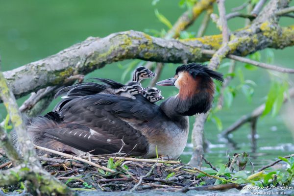 Haubentaucher, Podiceps cristatus, Podicipedidae, Brutpaar im/am Nest, einige Küken sind bereits geschlüpft, weitere Eier werden noch bebrütet, Füttern mit Federn, A nature document - not arranged nor manipulated, Göttingen, Deutschland