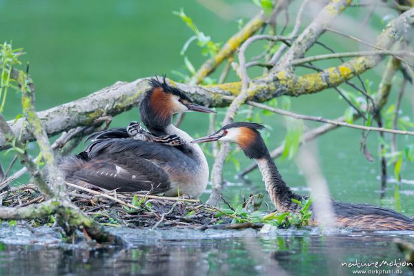 Haubentaucher, Podiceps cristatus, Podicipedidae, Brutpaar im/am Nest, einige Küken sind bereits geschlüpft, weitere Eier werden noch bebrütet, Füttern mit Insekten, A nature document - not arranged nor manipulated, Göttingen, Deutschland