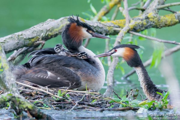 Haubentaucher, Podiceps cristatus, Podicipedidae, Brutpaar im/am Nest, einige Küken sind bereits geschlüpft, weitere Eier werden noch bebrütet, Füttern mit Insekten, A nature document - not arranged nor manipulated, Göttingen, Deutschland