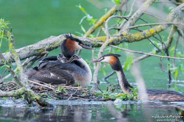 Haubentaucher, Podiceps cristatus, Podicipedidae, Brutpaar im/am Nest, einige Küken sind bereits geschlüpft, weitere Eier werden noch bebrütet, Füttern mit Insekten, A nature document - not arranged nor manipulated, Göttingen, Deutschland