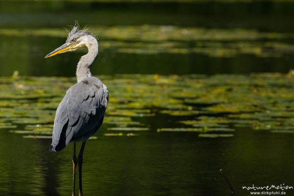 Graureiher, Ardea cinerea, Ardeidae, Jungtier auf Nahrungssuche in Ufernähe, im Kopfgefieder blutige Fischschuppen, Levinscher Park, A nature document - not arranged nor manipulated, Göttingen, Deutschland