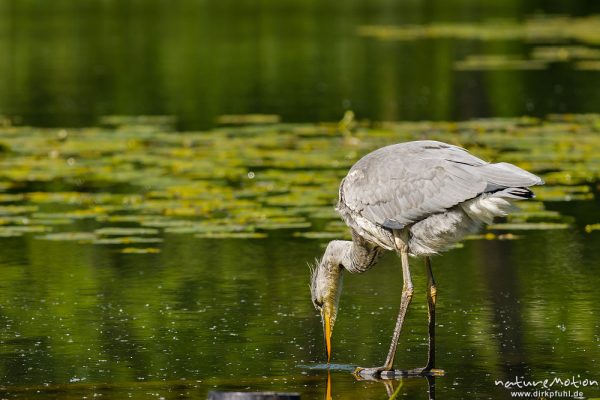 Graureiher, Ardea cinerea, Ardeidae, Jungtier auf Nahrungssuche in Ufernähe, im Kopfgefieder blutige Fischschuppen, Levinscher Park, A nature document - not arranged nor manipulated, Göttingen, Deutschland