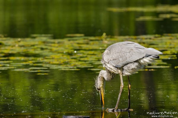 Graureiher, Ardea cinerea, Ardeidae, Jungtier auf Nahrungssuche in Ufernähe, im Kopfgefieder blutige Fischschuppen, Levinscher Park, A nature document - not arranged nor manipulated, Göttingen, Deutschland