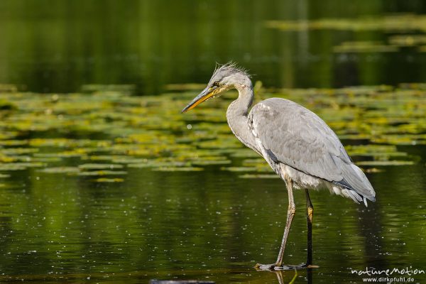 Graureiher, Ardea cinerea, Ardeidae, Jungtier auf Nahrungssuche in Ufernähe, im Kopfgefieder blutige Fischschuppen, Levinscher Park, A nature document - not arranged nor manipulated, Göttingen, Deutschland