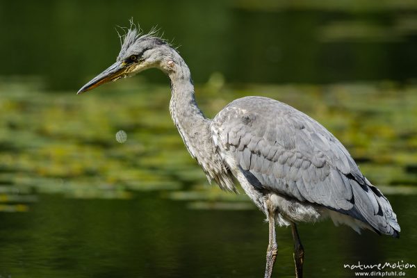 Graureiher, Ardea cinerea, Ardeidae, Jungtier auf Nahrungssuche in Ufernähe, im Kopfgefieder blutige Fischschuppen, Levinscher Park, A nature document - not arranged nor manipulated, Göttingen, Deutschland