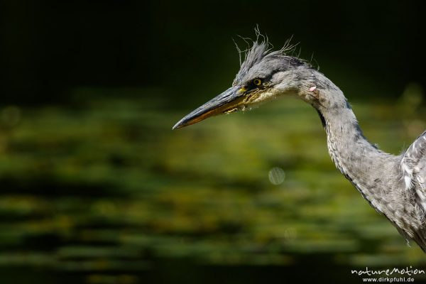 Graureiher, Ardea cinerea, Ardeidae, Jungtier auf Nahrungssuche in Ufernähe, im Kopfgefieder blutige Fischschuppen, Levinscher Park, A nature document - not arranged nor manipulated, Göttingen, Deutschland