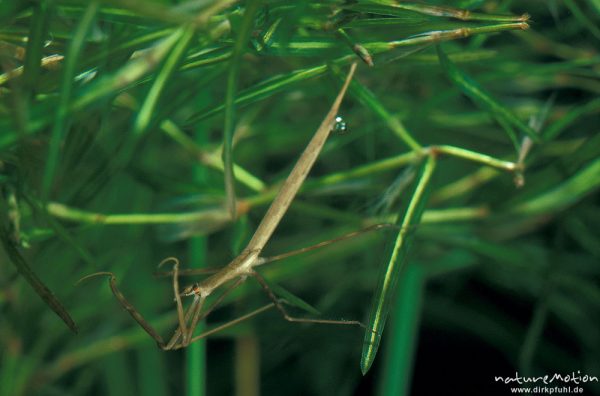 Stabwanze, Ranatra linearis, Nepidae, lauernd unter Wasser, Göttingen, Deutschland