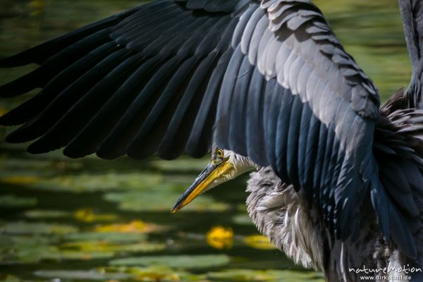 Graureiher, Ardea cinerea, Ardeidae, Jungtier, Gefiederpflege nach einem Bad, Levinscher Park, A nature document - not arranged nor manipulated, Göttingen, Deutschland