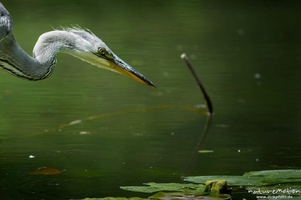 Graureiher, Ardea cinerea, Ardeidae, Jungtier auf Nahrungssuche in Ufernähe, Levinscher Park, A nature document - not arranged nor manipulated, Göttingen, Deutschland