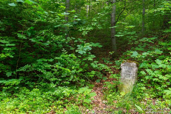 Markierungsstein im Göttinger Wald: "Ziegenberg - bewaldet 1897", Göttingen, Deutschland