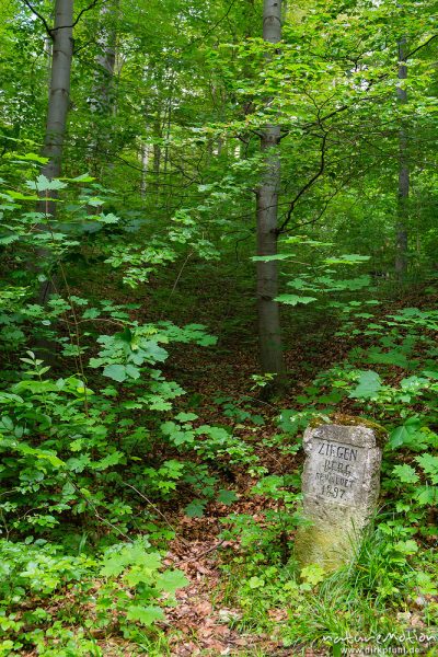 Markierungsstein im Göttinger Wald: "Ziegenberg - bewaldet 1897", Göttingen, Deutschland