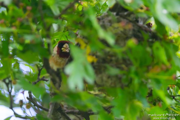 Stieglitz, Distelfink, Carduelis carduelis, 	Finken (Fringillidae), Alttier brütet im dichten Laub eines Weißdorns direkt über Fußweg, Partner versorgt sie/ihn mit Futter, Levinscher Park, A nature document - not arranged nor manipulated, Göttingen, Deutschland