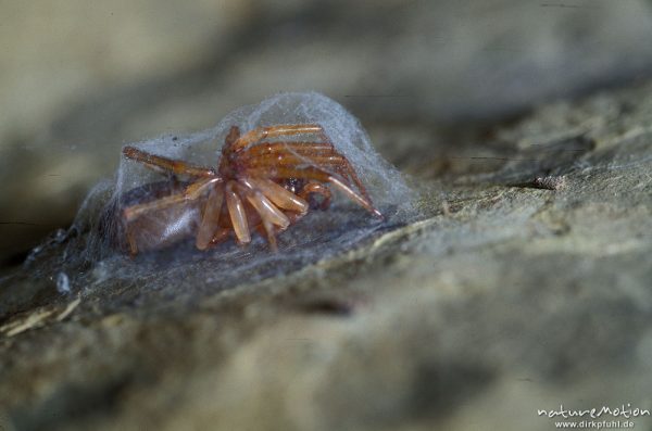 Sackspinne, Clubionidae
(Artname unbekannt) in Gespinst unter Stein, typisches Versteck, Stein umgedreht, Unterseite, Göttingen, Deutschland