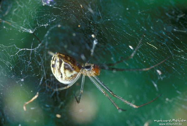 Baldachinspinne, Linyphia spec., Linyphiidae, Linyphia marginata Weibchen, (Art nicht ganz sicher) sitzend kopfüber im Netz, Unterseite gut sichtbar, Cheliceren, Göttingen, Deutschland