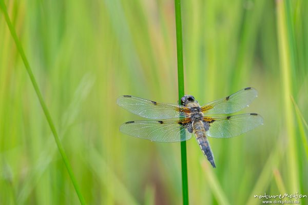 Vierfleck, Libellula quadrimaculata, Segellibellen - Libellulidae, Männchen, sitzt im Binsendickicht der Uferzone, Tripkenpfuhl am Herberhäuser Stieg, A nature document - not arranged nor manipulated, Göttingen, Deutschland