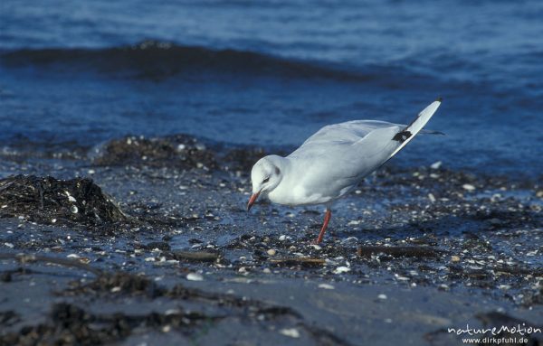 Lachmöwe, Larus ridibundus, Nahrungssuche am Strand, Darsser Weststrand, Darß, Zingst, Deutschland