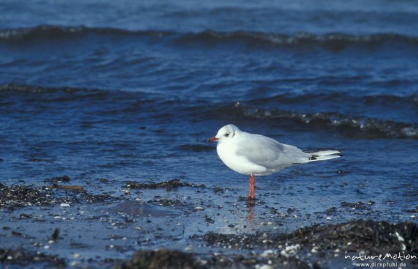 Lachmöwe, Larus ridibundus,  am Strand, Darsser Weststrand, Darß, Zingst, Deutschland