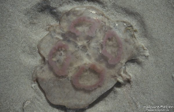 Ohrenqualle, Aurelia aurita, an Strand angespült, Darsser Weststrand, Darß, Zingst, Deutschland
