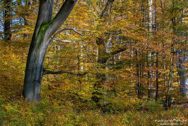 Herbstwald, Buchen und Hainbuchen in voller Herbstfärbung, Totholz, Urwald Sababurg, Urwald Sababurg, Deutschland