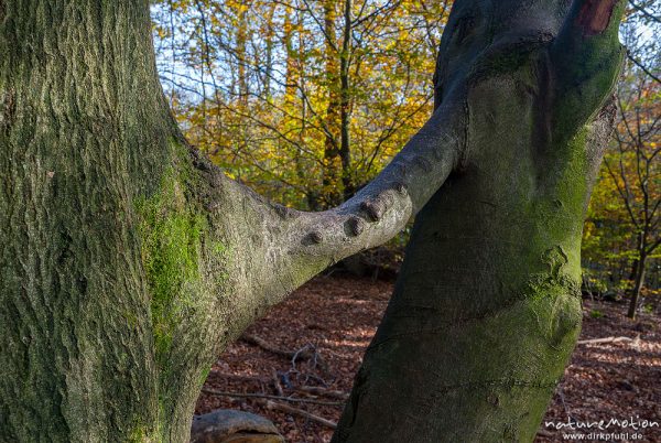 Verbindungsast zwischen zwei Buchenstämmen, Zusammengewachsene Baumstämme, Urwald Sababurg, Deutschland