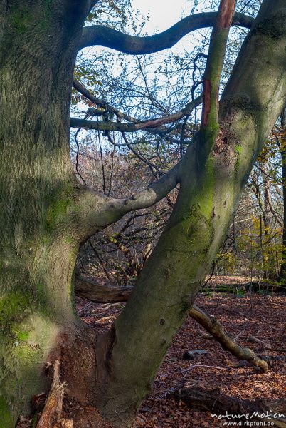 Verbindungsast zwischen zwei Buchenstämmen, Zusammengewachsene Baumstämme, Urwald Sababurg, Deutschland