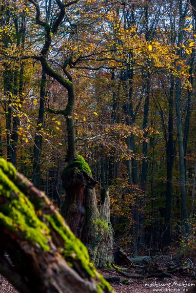 alte Eiche, ehemals freistehend im Hutewald, jetzt teilweise abgestorben und mit einem verbliebenen Ast, Herbstlaub, Urwald Sababurg, Deutschland