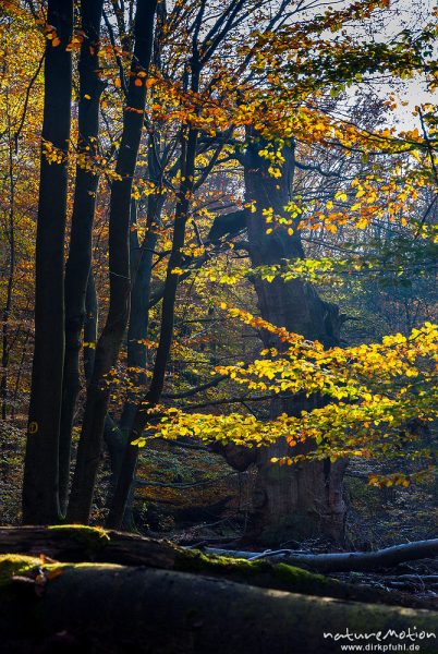 abgestorbene alte Eiche, ehemals freistehend im Hutewald, jetzt teilweise abgestorben und mit einem verbliebenen Ast, Herbstlaub, Urwald Sababurg, Deutschland