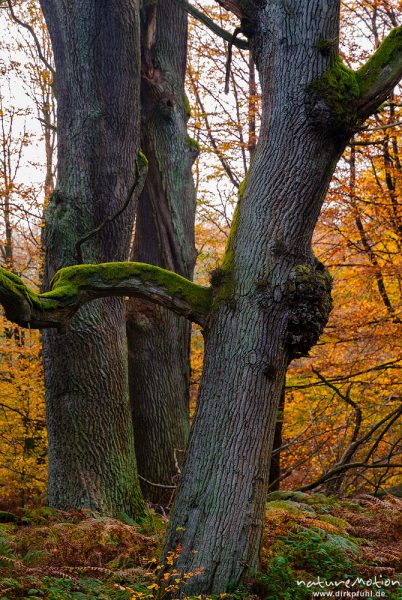 Eichenstämme im Herbstwald, Urwald Sababurg, Deutschland