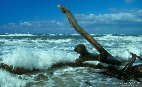 Baum in Brandung, Darsser Weststrand, ,