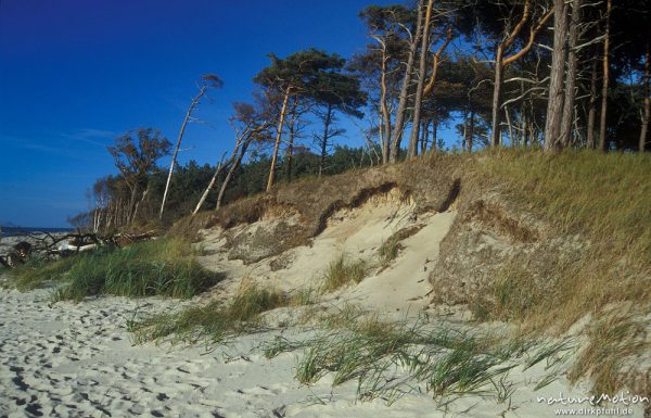 Erosion an der Dünenkante, Wald, Landabtrag, Darsser Weststrand, Darß, Zingst, Deutschland