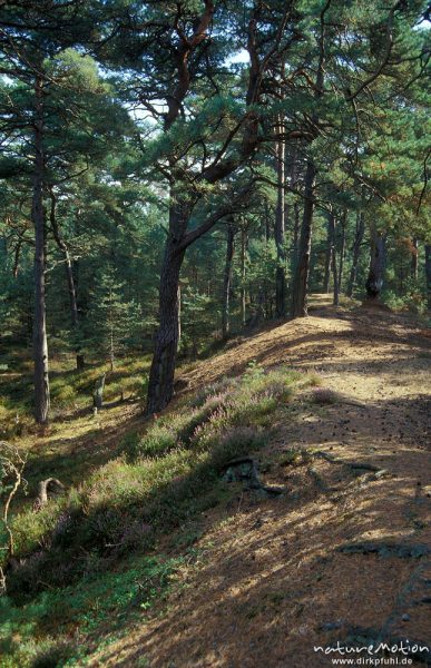 alter Dünenzug im Kiefernwald, Darsser Urwald, Darß, Zingst, Deutschland