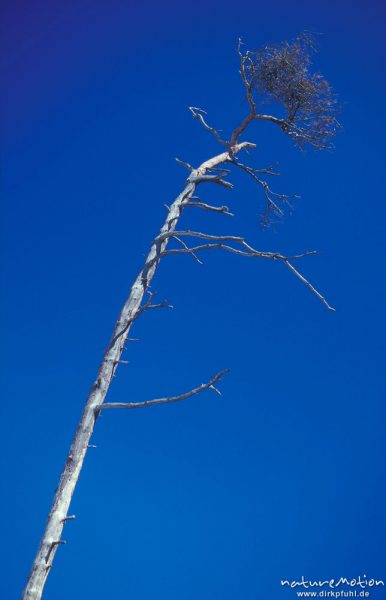 Kiefernstamm vor blauem Himmel, Windflüchter, Darsser Weststrand, Darß, Zingst, Deutschland