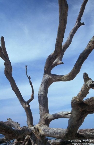 umgestürzter Baum am Strand, Zweige gegen blauen Himmel, Darsser Weststrand, Darß, Zingst, Deutschland