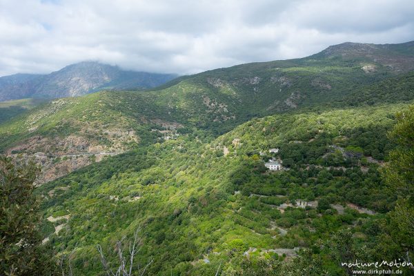 Macchia, Berghänge bei Nonza, Cap Corse, Korsika, Frankreich