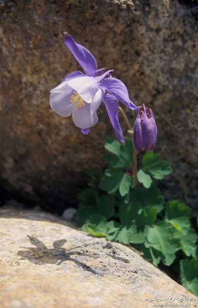 Bernards-Akelei, Aquilegia bernadii, vielleicht auch Aquilegia vulgaris, Hahnenfußgewächse (Ranuncul, Korsika, Frankreich