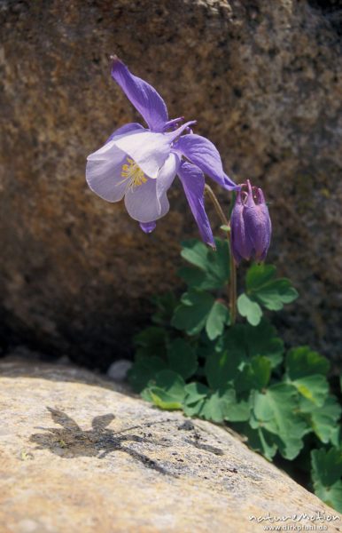 Bernards-Akelei, Aquilegia bernadii, vielleicht auch Aquilegia vulgaris, Hahnenfußgewächse (Ranunculaceae), Blüte mit Schlagschatten auf Fels, Restonica-Tal, Korsika, Korsika, Frankreich