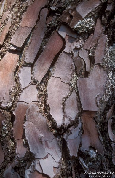 Borke, Schwarz-Kiefer, Laricio-Kiefer, Pinus nigra, Bavella-Massiv, Korsika, Korsika, Frankreich