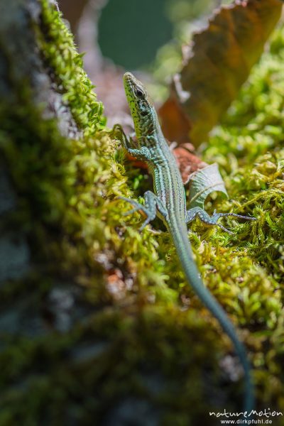 Tyrrhenische Mauereidechse, Podarcis tiliguerta, Lacertidae, juveniles Tier, Tal des Ercu bei Lozzi, A nature document - not arranged nor manipulated, Korsika, Frankreich