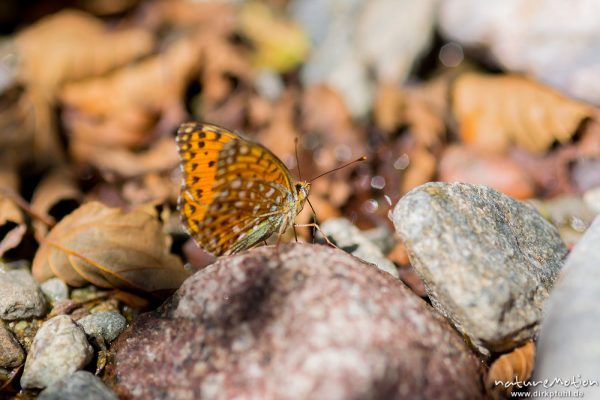 Korsischer Perlmutterfalter, Argynnis elisa, 	Edelfalter (Nymphalidae), endemisch, Tier trinkt am Ufer eines Baches, Lozzi, A nature document - not arranged nor manipulated, Korsika, Frankreich