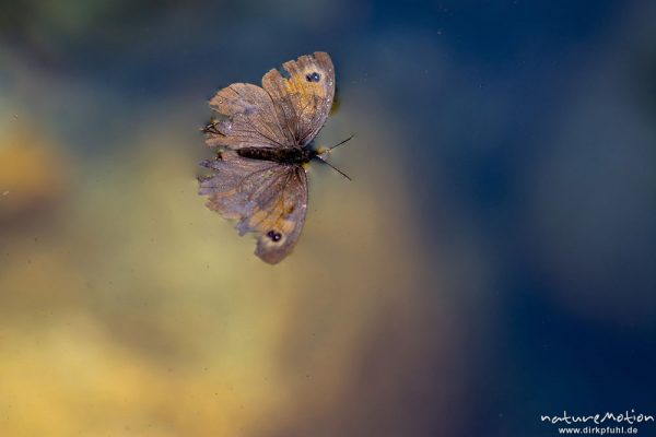 ertrinkender Schmetterling, klebt auf Wasseroberfläche, Bachlauf des Ercu bei Lozzi, A nature document - not arranged nor manipulated, Korsika, Frankreich