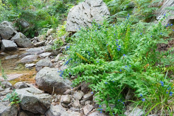 Schwalbenwurz-Enzian, Gentiana asclepiadea, 	Enziangewächse (Gentianaceae) Wandweg Forsthaus Poppaghia zum Lac de Nino, Korsika, Frankreich