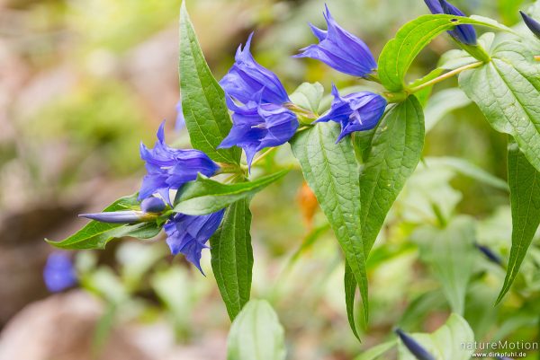Schwalbenwurz-Enzian, Gentiana asclepiadea, 	Enziangewächse (Gentianaceae) Wandweg Forsthaus Poppaghia zum Lac de Nino, Korsika, Frankreich