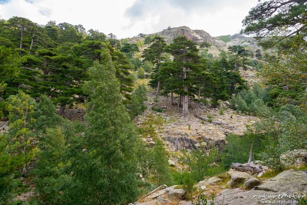 Schwarz-Kiefer, Laricio-Kiefer, Pinus nigra, Pinaceae, Bergwald mit Schwarzkiefern, Valdu Niellu, Wanderung Forsthaus Poppaghia zum Lac de Nino, Korsika, Frankreich