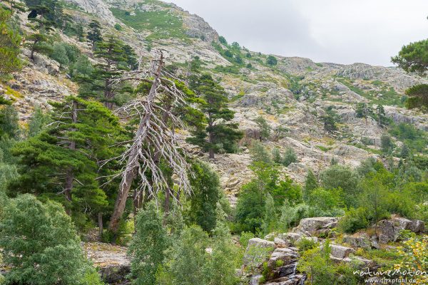 abgestorbene Schwarz-Kiefer, Laricio-Kiefer, Pinus nigra, Pinaceae, Bergwald mit Schwarzkiefern, Valdu Niellu, Wanderung Forsthaus Poppaghia zum Lac de Nino, Korsika, Frankreich