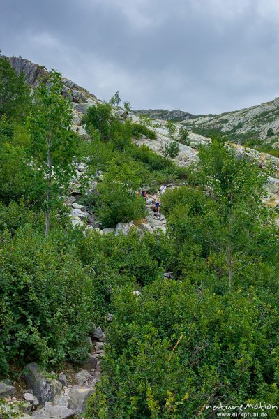 Wanderweg durch Erlengebüsch, Wanderung Forsthaus Poppaghia zum Lac de Nino, Korsika, Frankreich