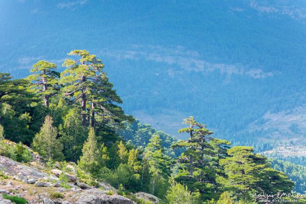 Schwarz-Kiefer, Laricio-Kiefer, Pinus nigra, Pinaceae, Wald Valdu Niellu, Wanderung Forsthaus Poppaghia zum Lac de Nino, Korsika, Frankreich