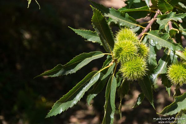 Edelkastanie, Esskastanie, Castanea sativa, Fagaceae, fast reife Früchte, Lozzi, Korsika, Frankreich