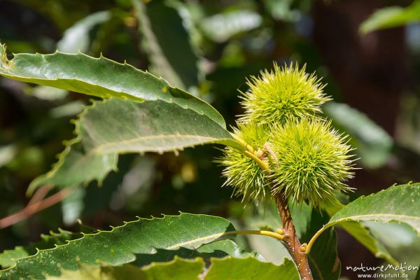 Edelkastanie, Esskastanie, Castanea sativa, Fagaceae, fast reife Früchte, Lozzi, Korsika, Frankreich